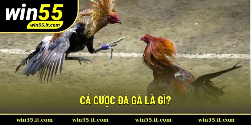 Đôi lời về cá cược đá gà