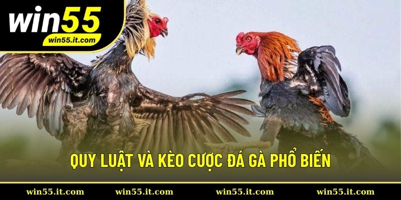 Khám phá luật và kèo cược gà cơ bản