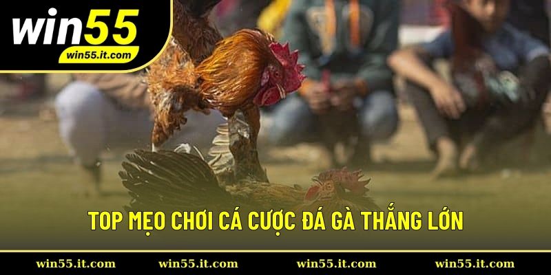 Top Mẹo Chơi Cá Cược Đá Gà Thắng Lớn