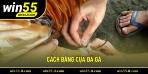 Cách Băng Cựa Đá Gà