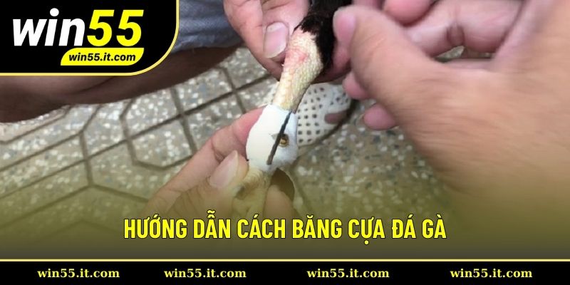 Hướng dẫn cách băng cựa đá gà a - z