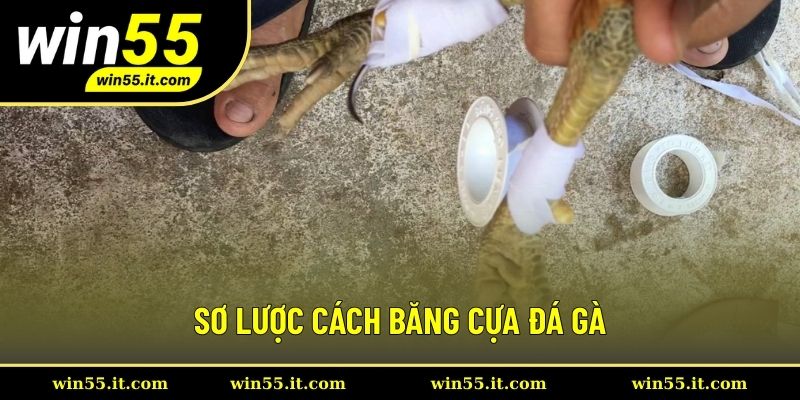 Thông tin sơ lược về băng cựa gà chiến