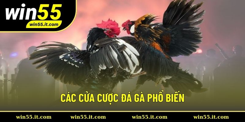 Top 3 kèo cược chọi gà được yêu thích nhất