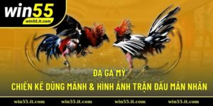 Đá gà Mỹ