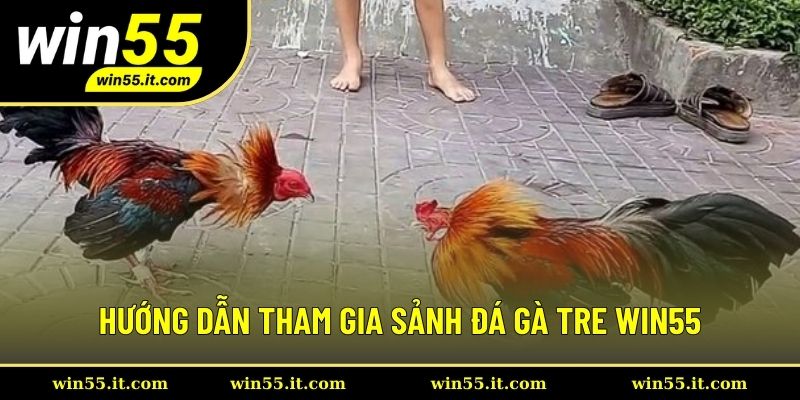 3 bước tham gia bắt kèo chọi gà tre đơn giản