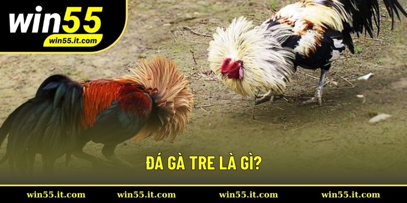 Thông tin hình thức đá gà tre