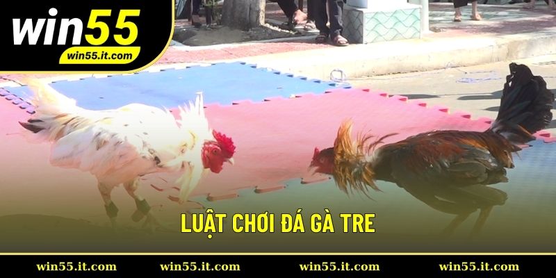 Các quy tắc cơ bản chọi chiến kê tre