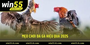 Mẹo Chơi Đá Gà