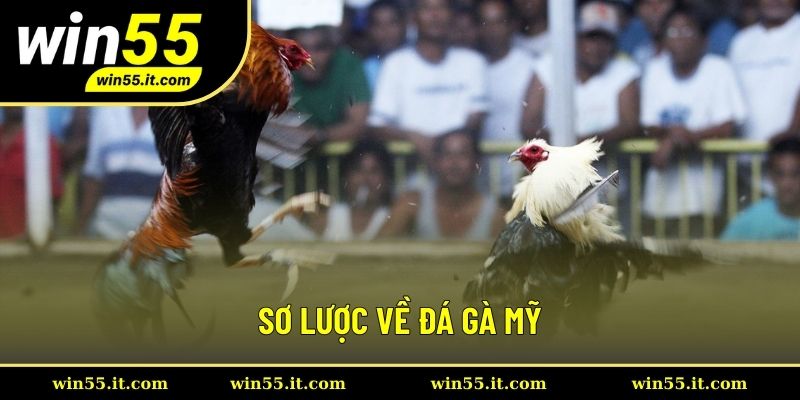 Sơ lược về đá gà Mỹ
