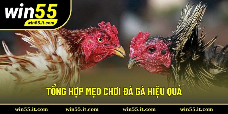 Tổng hợp mẹo chơi đá gà hiệu quả nhất