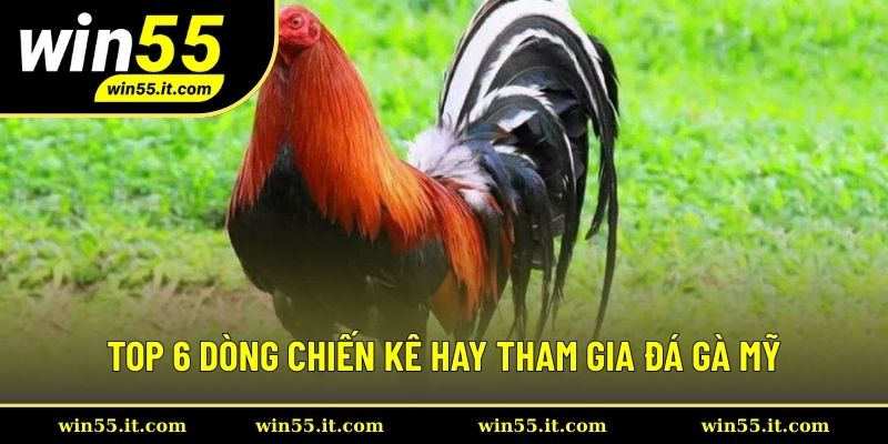 Top 6 dòng chiến kê hay tham gia đá gà Mỹ